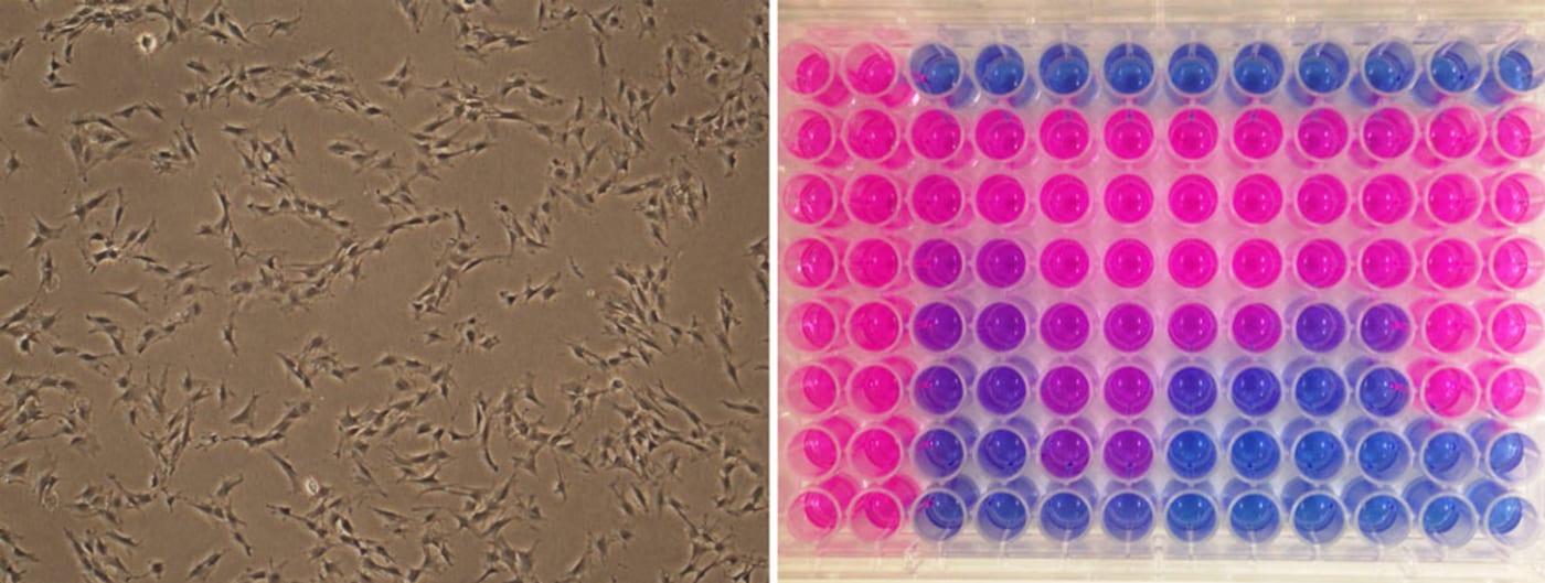 (L) Green turtle skin cells grown in a lab,  (R) Cells have been exposed to different doses of chemicals with a fatal dose indicated by a blue colour