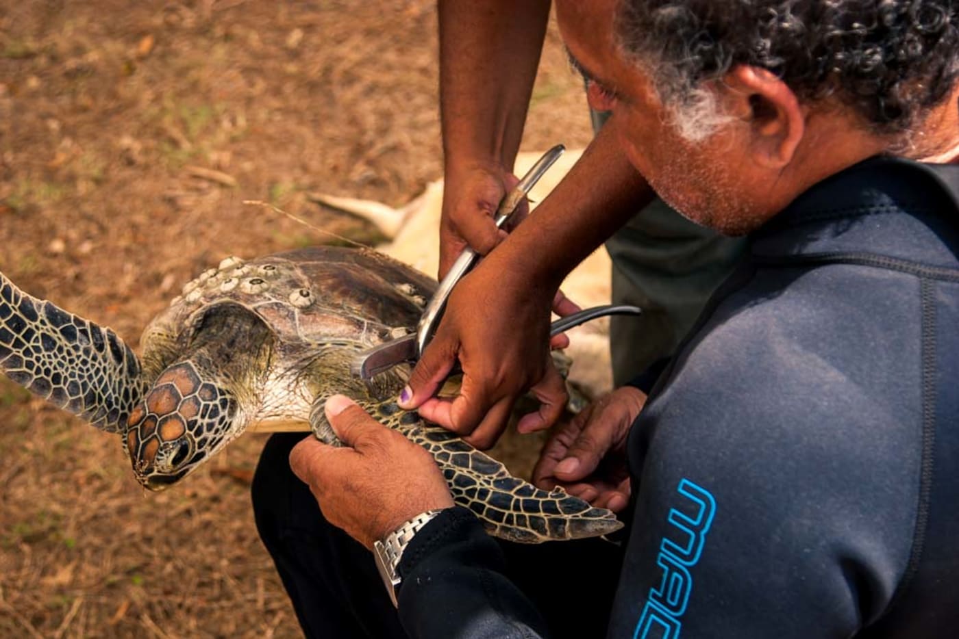 Traditional Owner with Jim Gaston from Gudjuda Reference Group tagging a green turtle= Bowen= Queensland