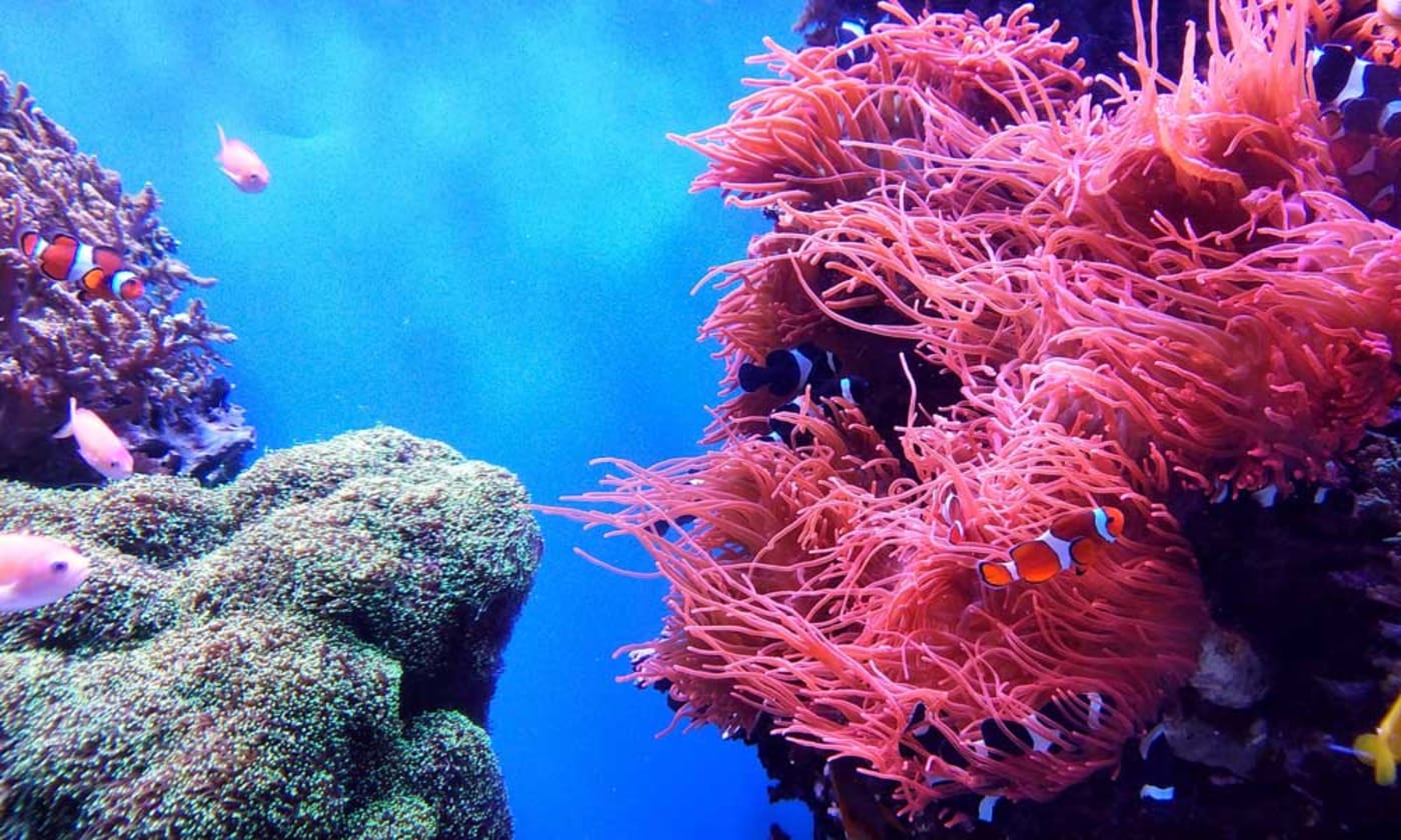 Underwater coral with clownfish