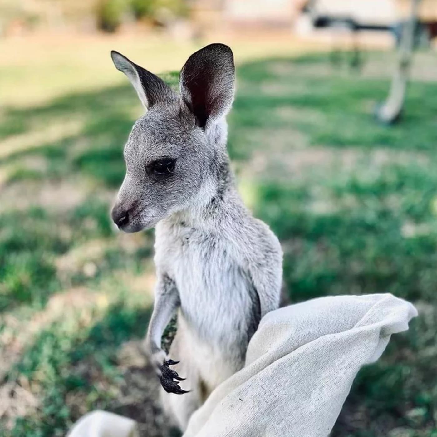 Violet the eastern grey kangaroo joey in care with ROWA