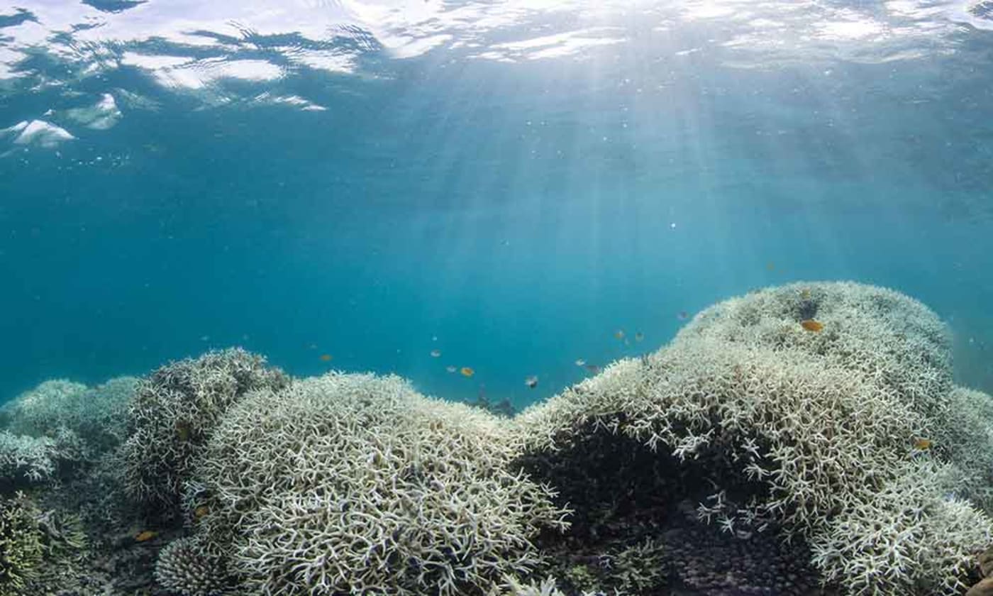 Coral bleaching= Lizard Island= Great Barrier Reef= March 2016