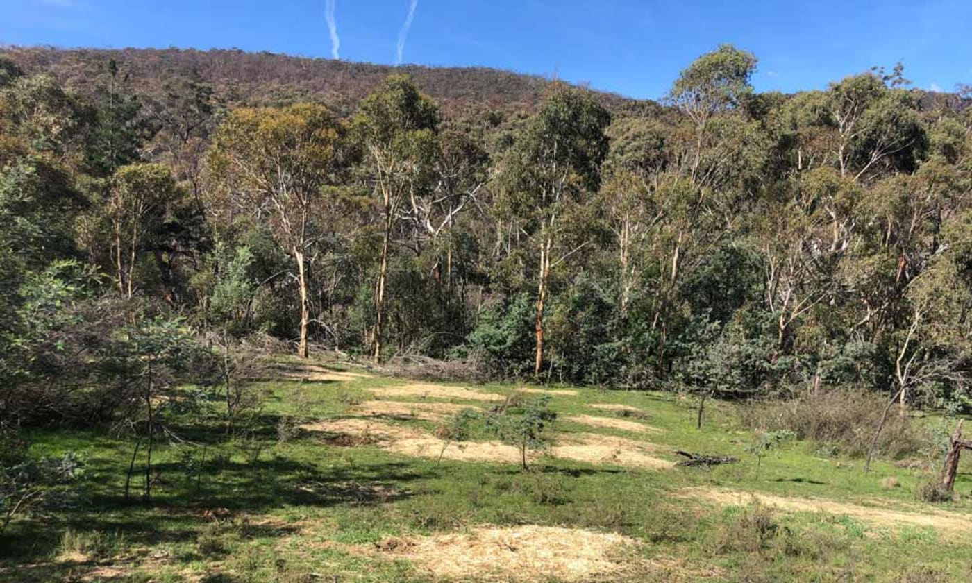 A food drop property on the Tallaganda fireground that has seen some luscious regrowth
