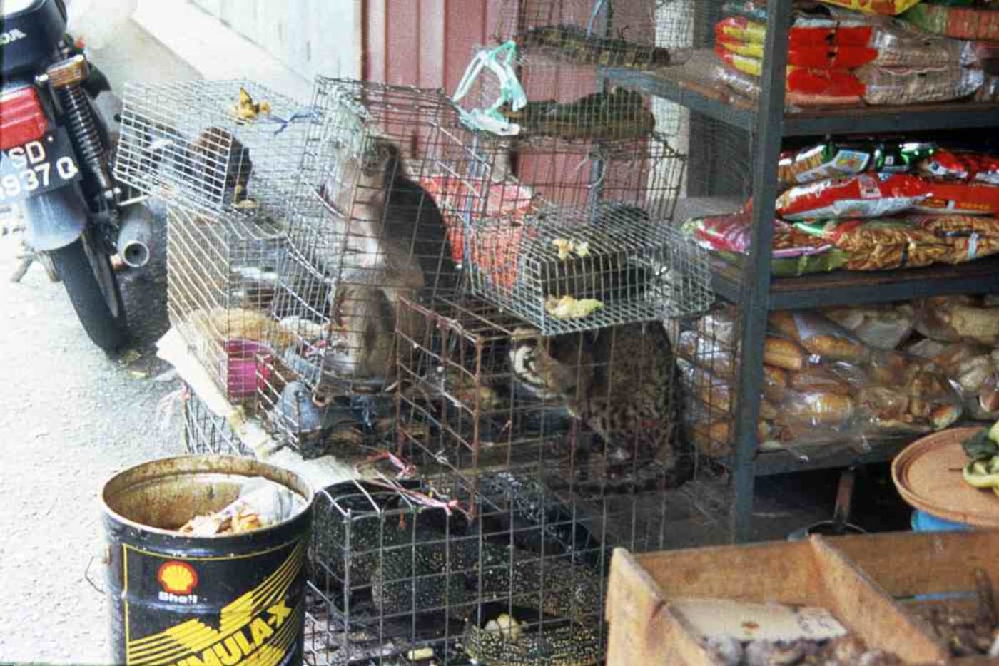 Animals for sale at an illegal wildlife market