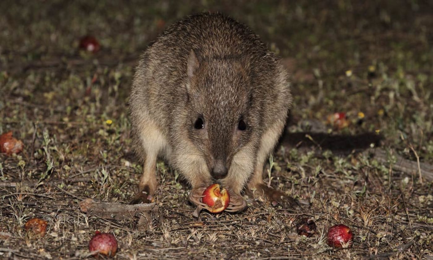 A woylie or brush-tailed bettong (Bettongia penicillata) eating a quandong in the Dryandra Woodlands, Western Australia