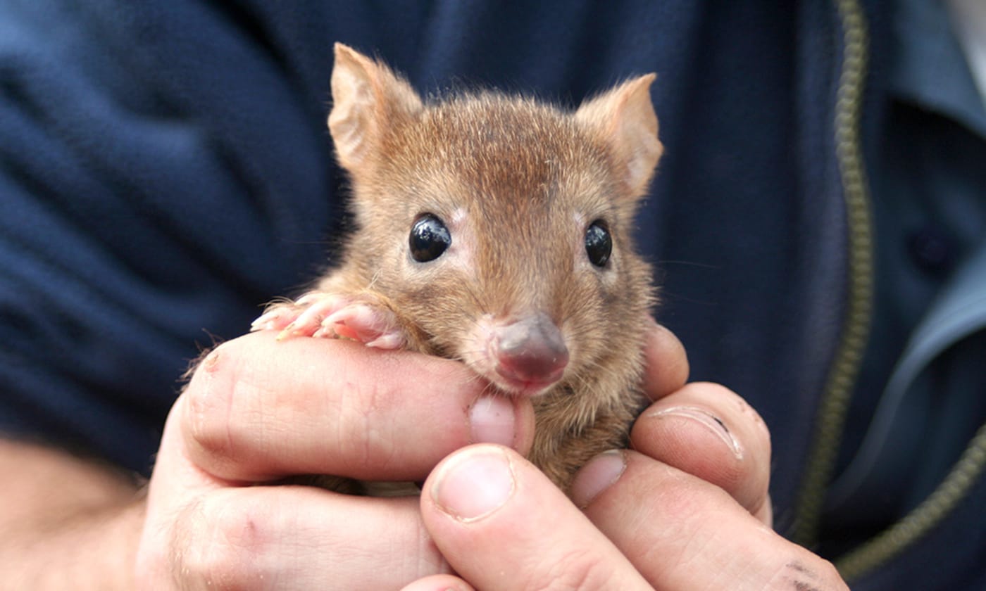 Woylie (brush-tailed bettong= Bettongia ogilbyi) in hands. Western Australia