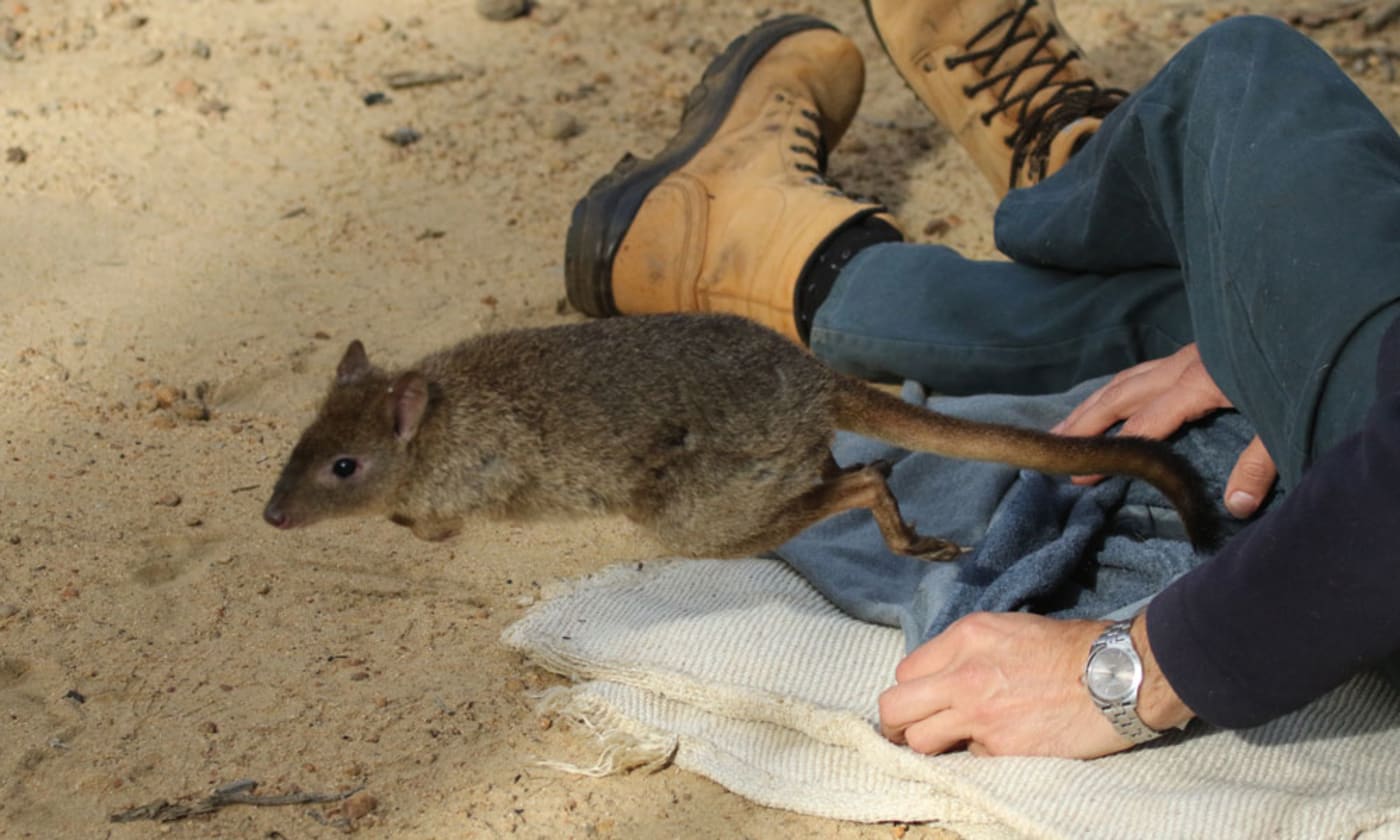 A woylie or brush-tailed bettong (Bettongia penicillata) is released in Perup= Western Australia