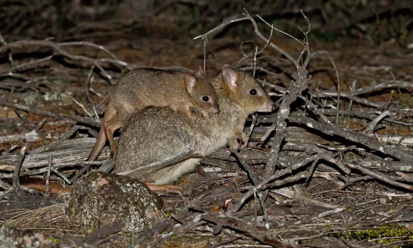 A woylie or brush-tailed bettong (Bettongia penicillata) with its young in the Dryandra Woodlands= Western Australia