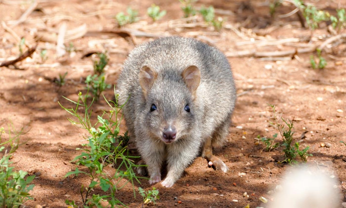 A woylie or brush-tailed bettong at Monarto Zoo= South Australia