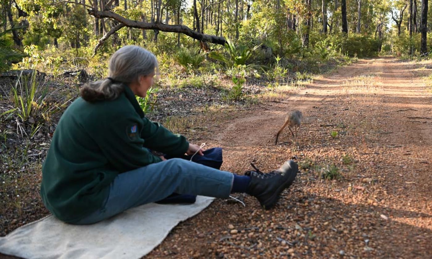 A woylie (brush-tailed bettong) being released after being measured in Western Australia