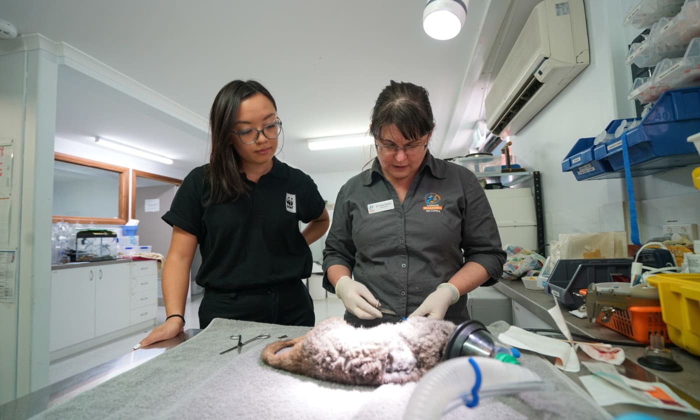 WWF and Dr Anne Fowler treating Cinders the ringtail possum who suffered burns to her paws in the Cudlee Creek bushfires in the Adelaide hills