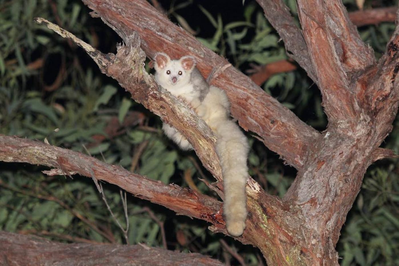 Greater Glider spotted in the Blue Mountains= NSW