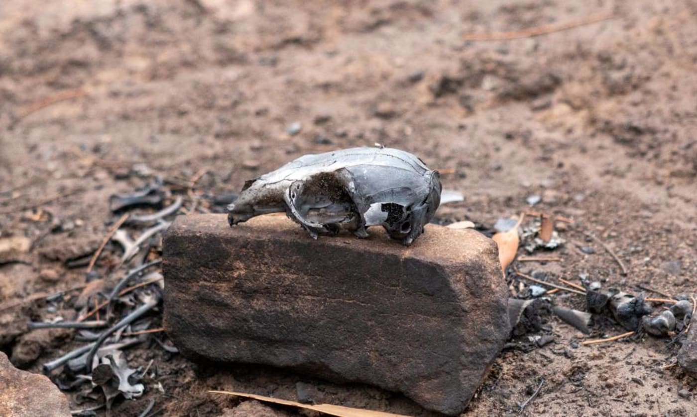 A Tammar wallaby skull found in Lathami Conservation Park after bushfires swept through the area= Kangaroo Island= 2020
