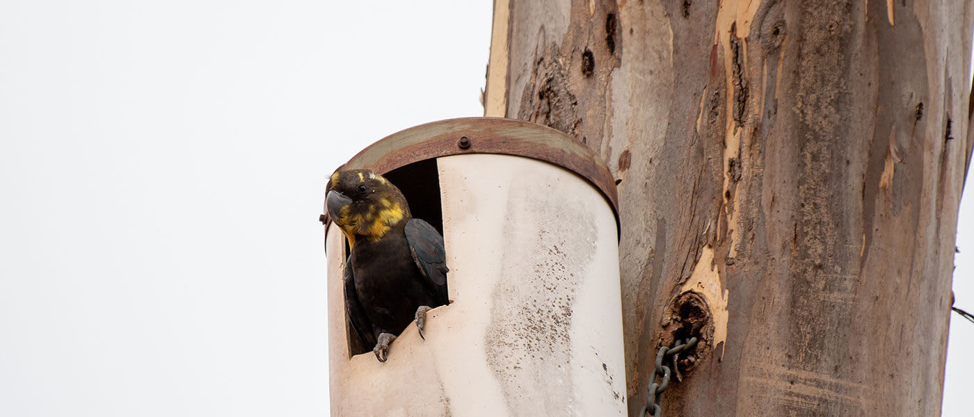 A Kangaroo Island glossy black-cockatoo in an artificial nest box