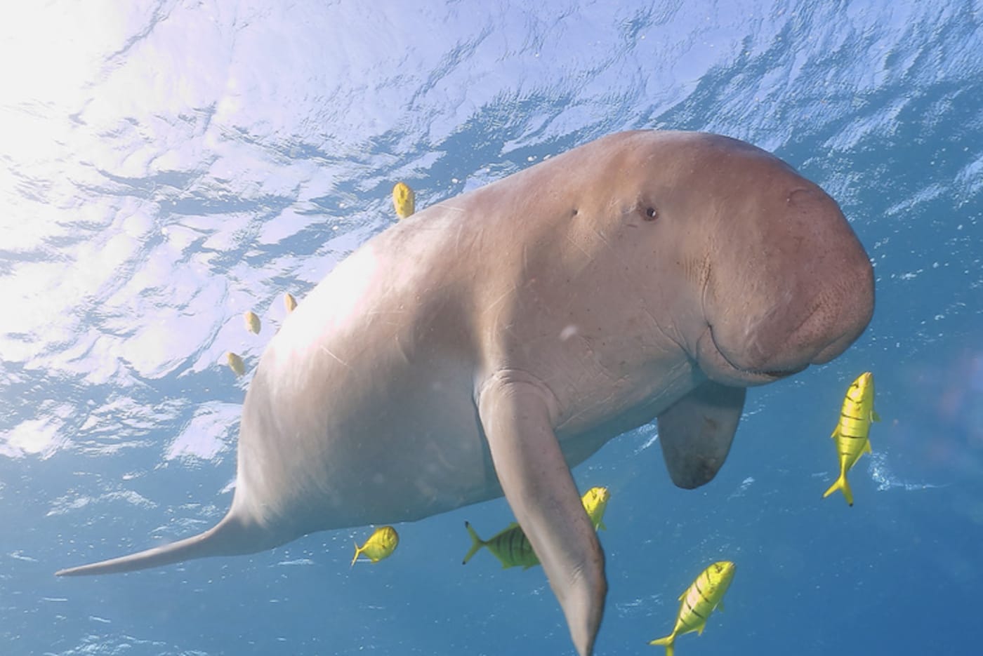 Dugong in the Great Barrier Reef