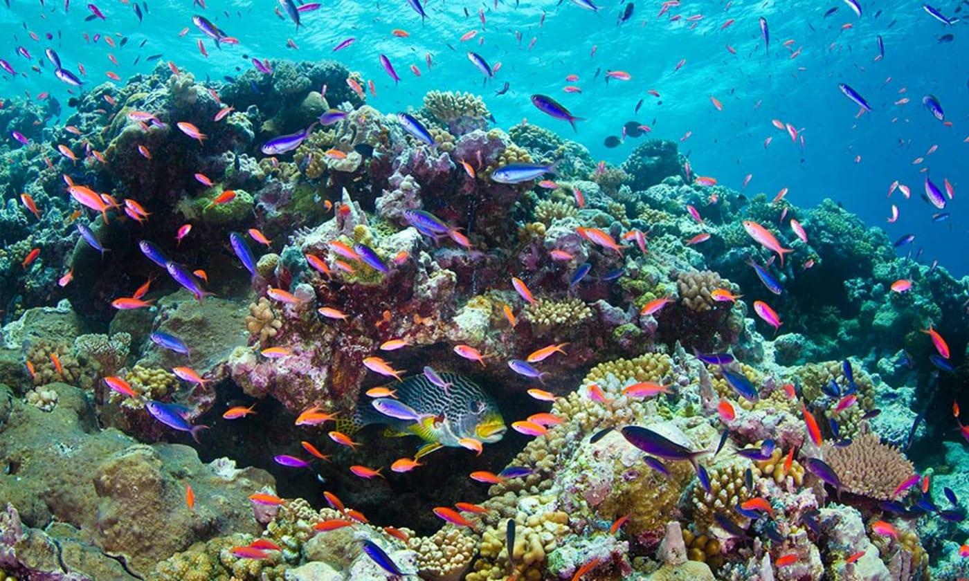 A variety of fish swimming= Osprey Reef= Coral Sea