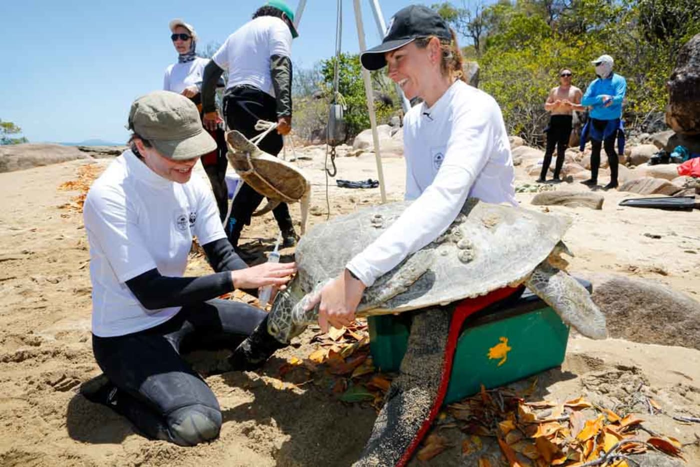 The Rivers to Reef to Turtles team processing turtles