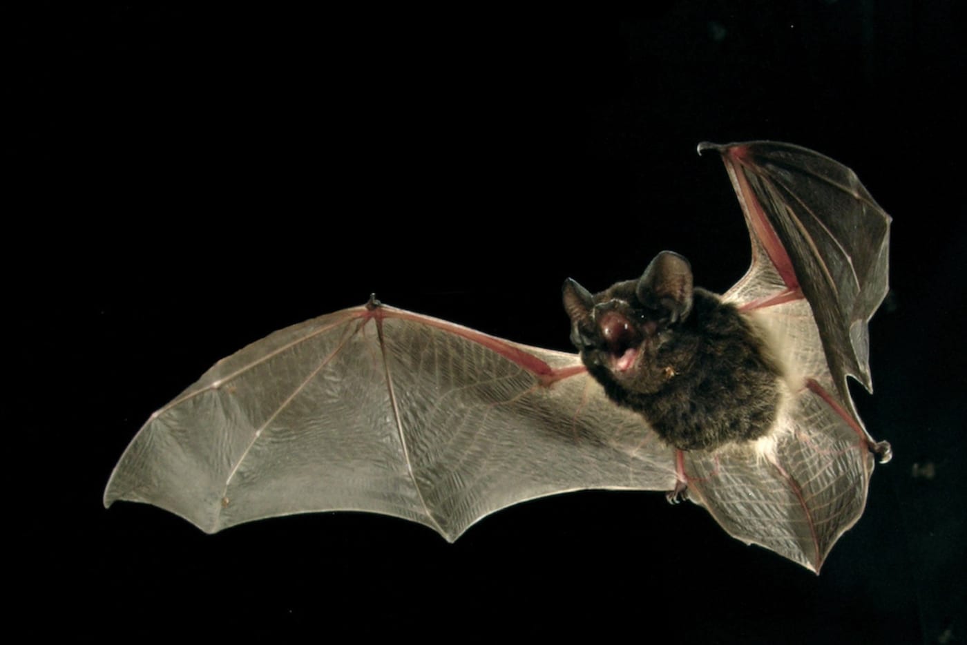 Large-eared Pied Bat (1000px)