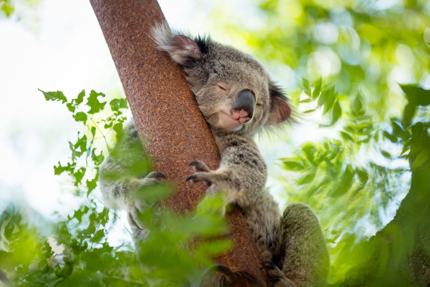 Koala dozes in a tree