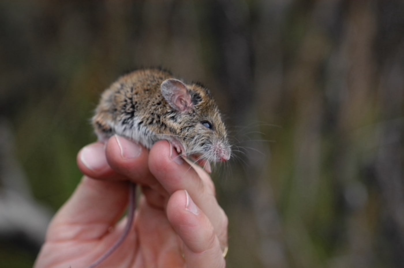 New Holland Mouse (Pseudomys novaehollandiae) found in Munmorah SCA (State Conservation Area)