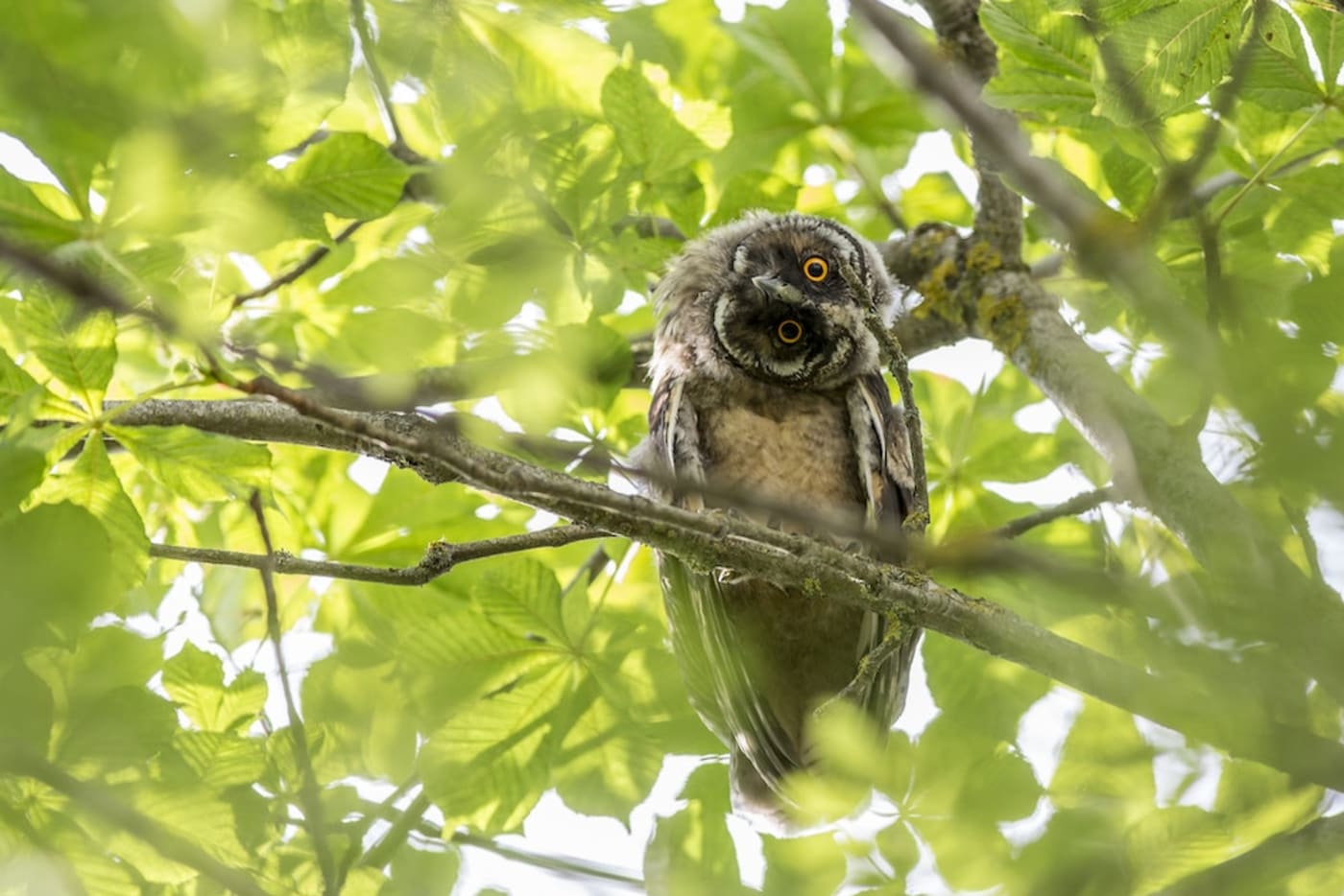 Brown Owl on Tree Branch