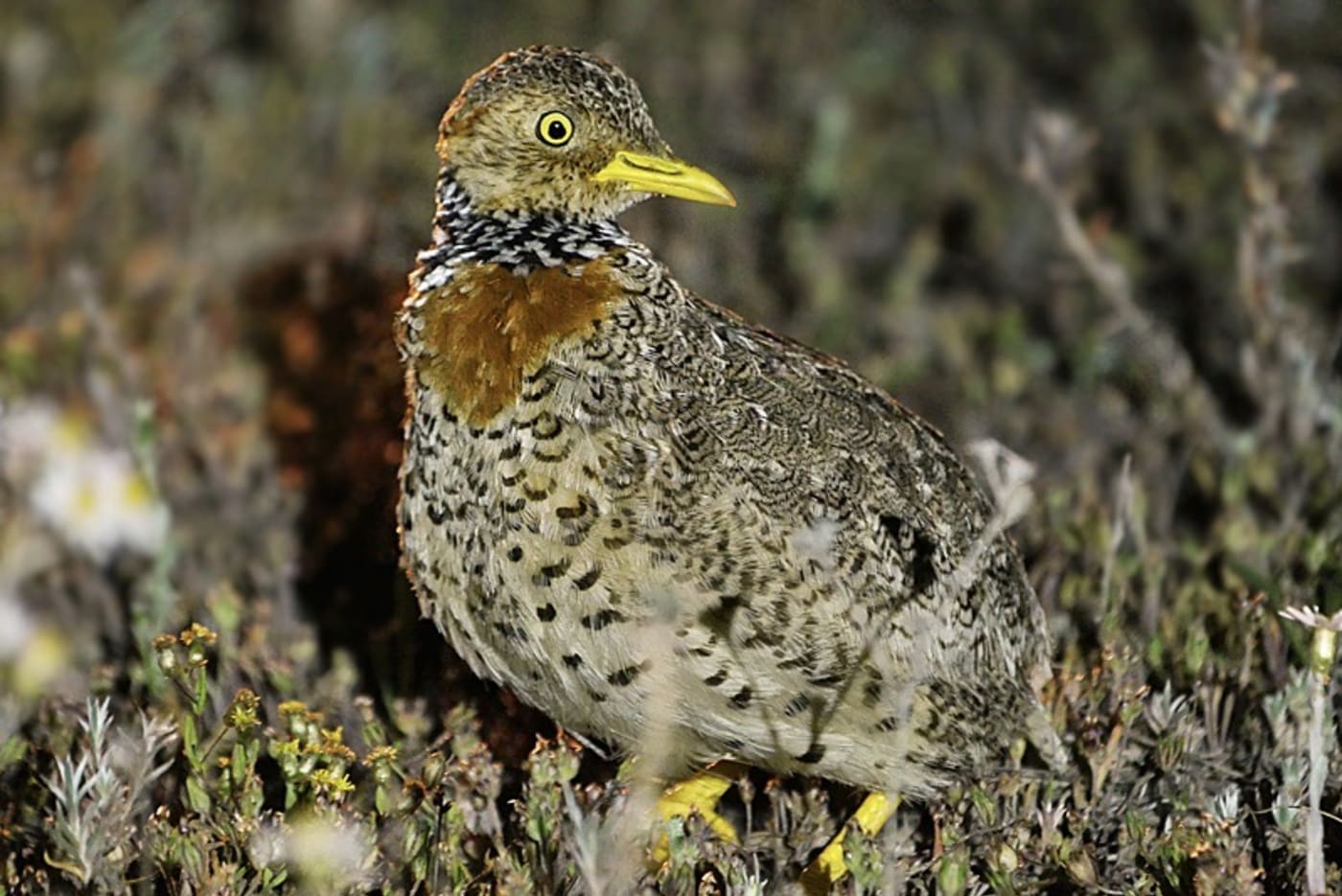 Plains-wanderer