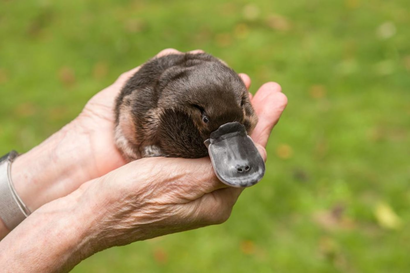 Wildlife carer Margit Cianelli holding a platypus orphan