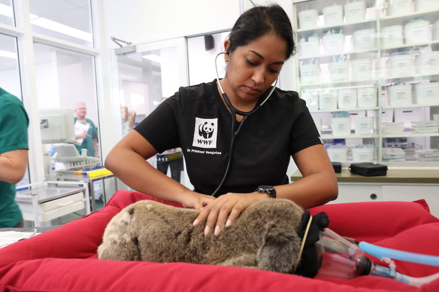 Dr Prishani Vengetas helped perform a health check on a koala at Currumbin Wildlife Hospital