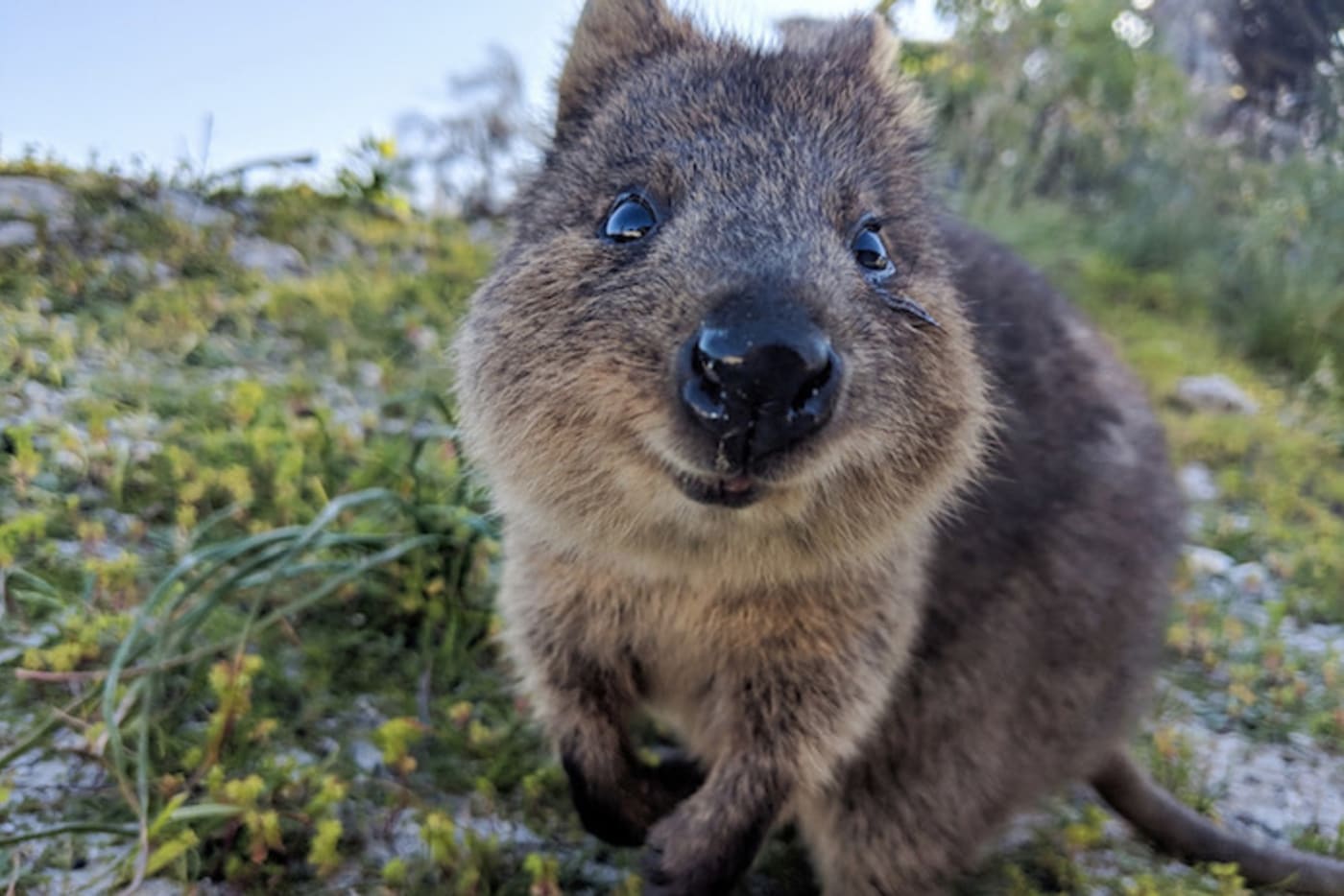 Quokka (setonix brachyurus) on Rottnest Island= Western Australia