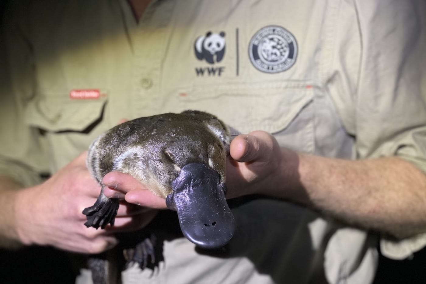 Rob Brewster holding a platypus during a habitat survey