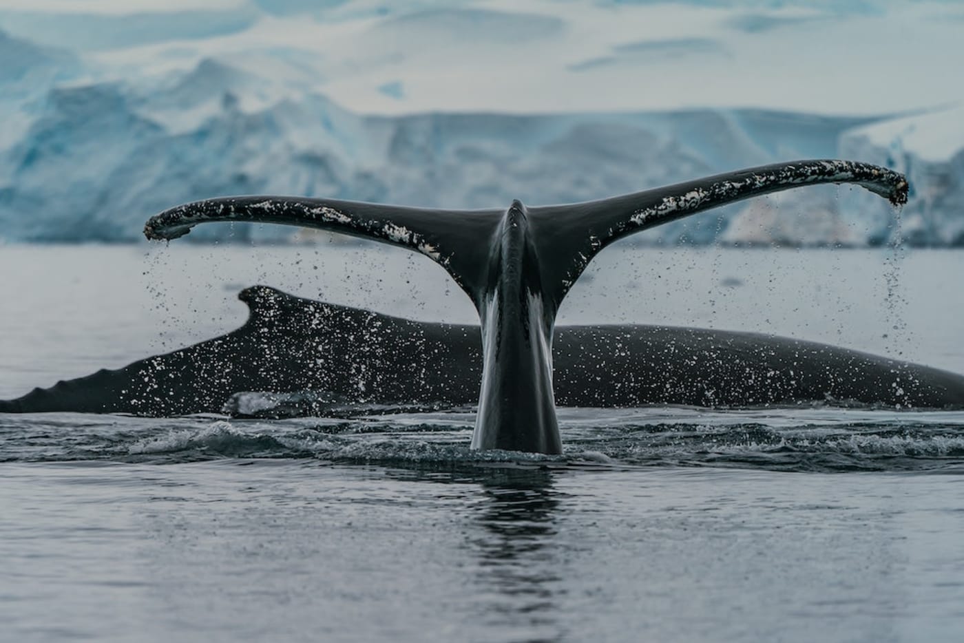 Humpback whales feeding in a bay in Antarctica