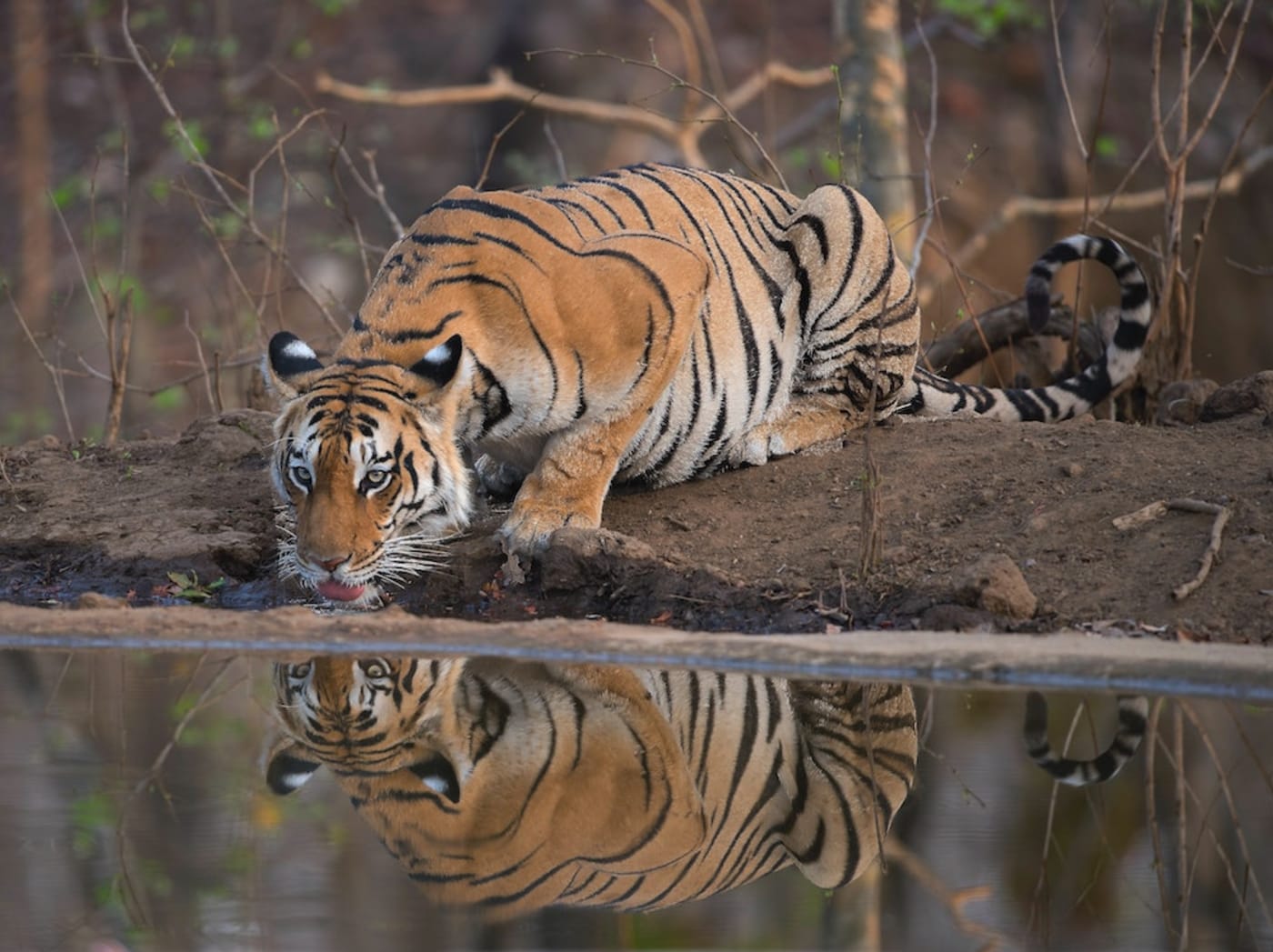 A tigress quenching her thirst at a waterhole in Pench Tiger Reserve