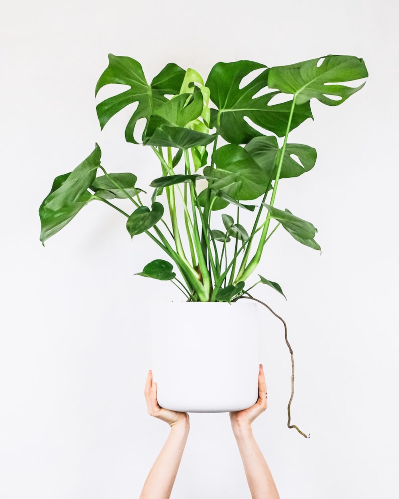 Monstera in pot