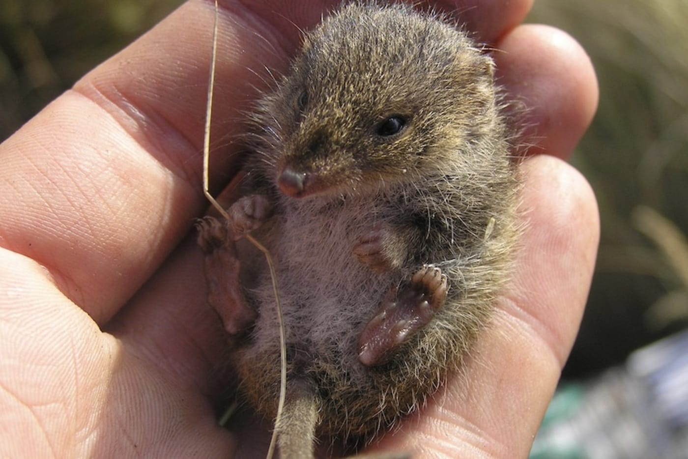 Swamp antechinus