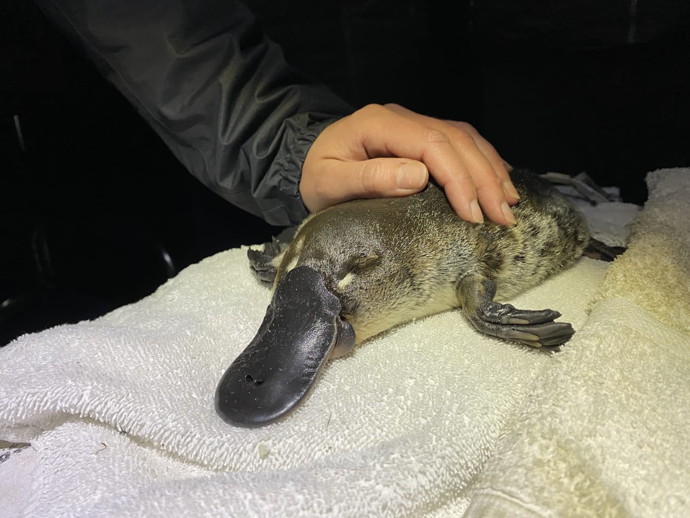Researchers prepare to rewild the platypus in New South Wales WWF