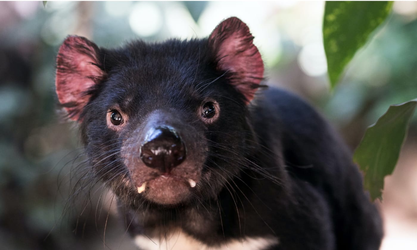 16 Tasmanian Devil Facts - Fact Animal