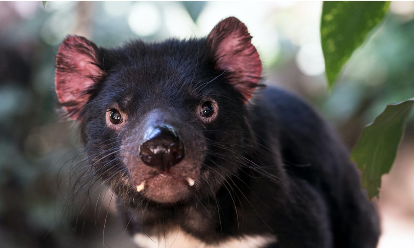 What Does a Tasmanian Devil Sound Like? 