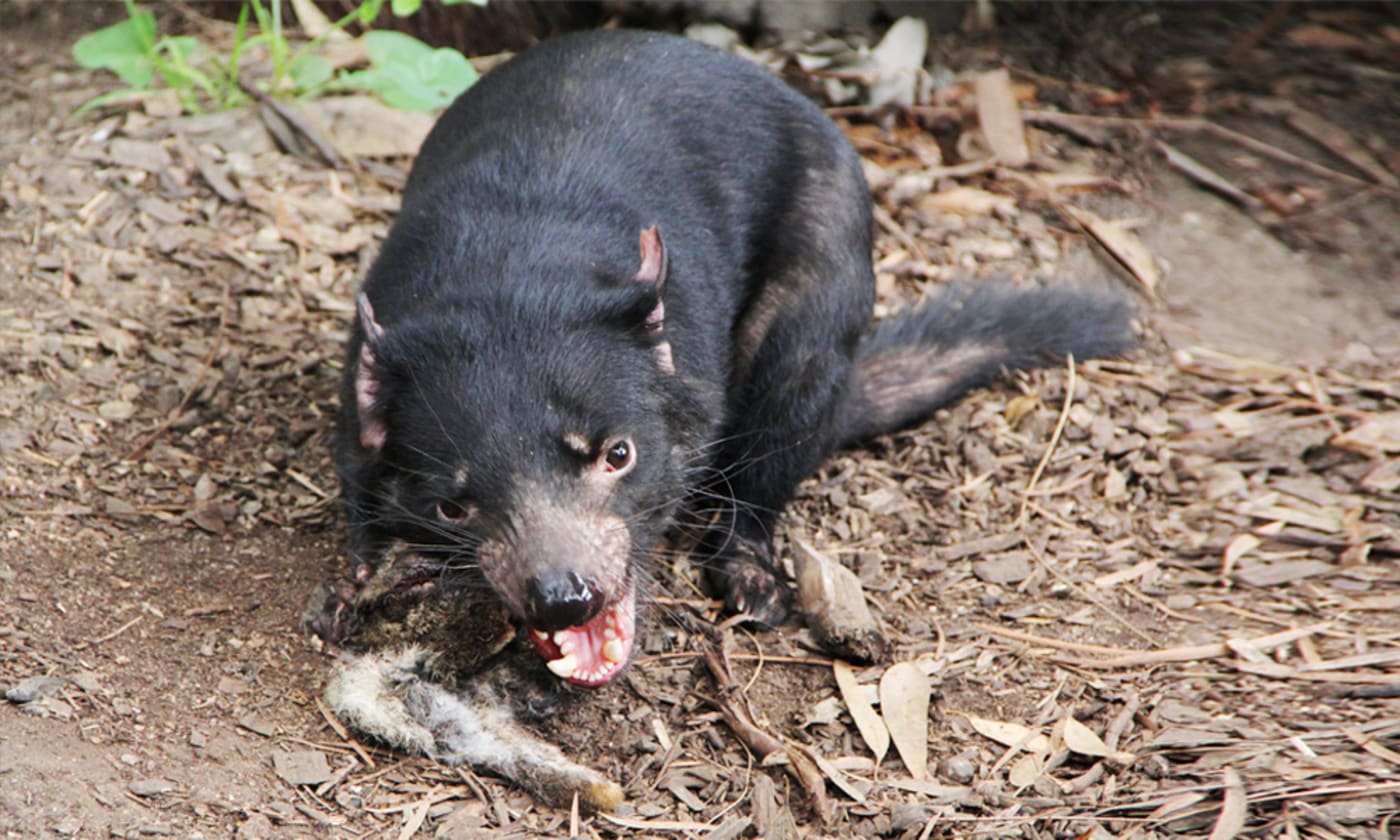 Tasmanian devil eating (courtesy of Wikicommons)