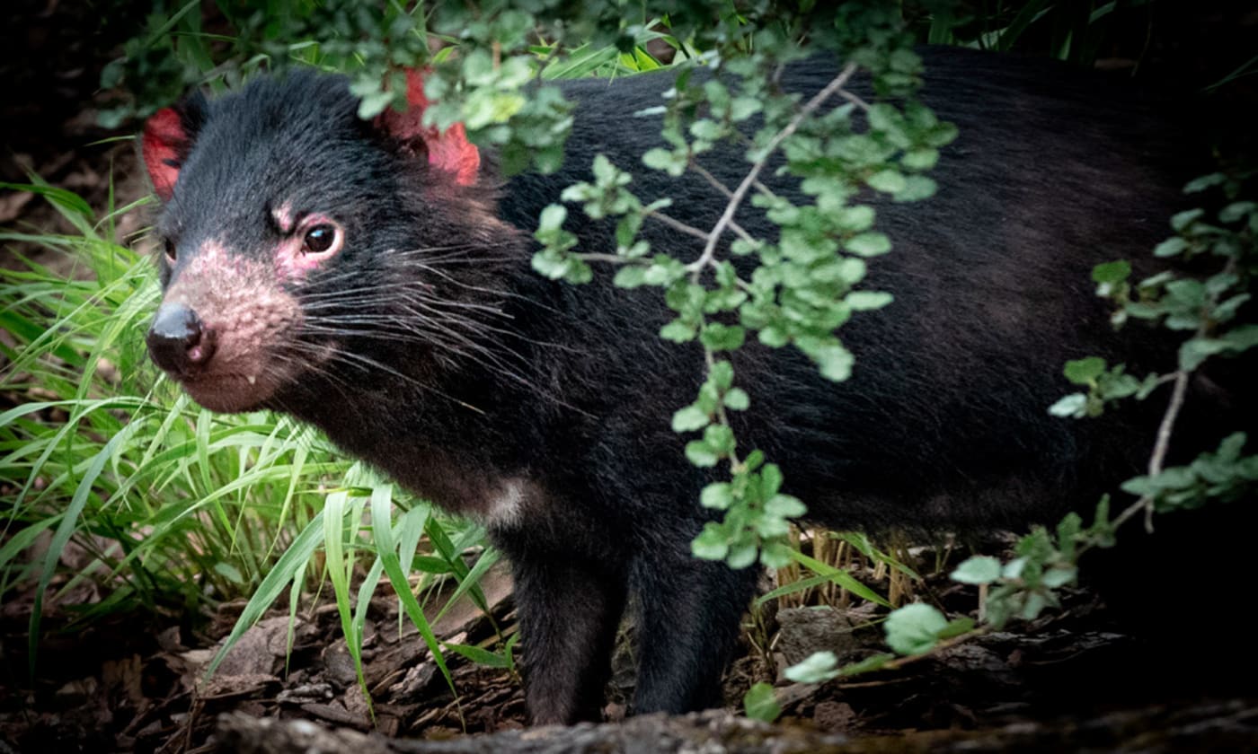 Tasmanian devil in bushes
