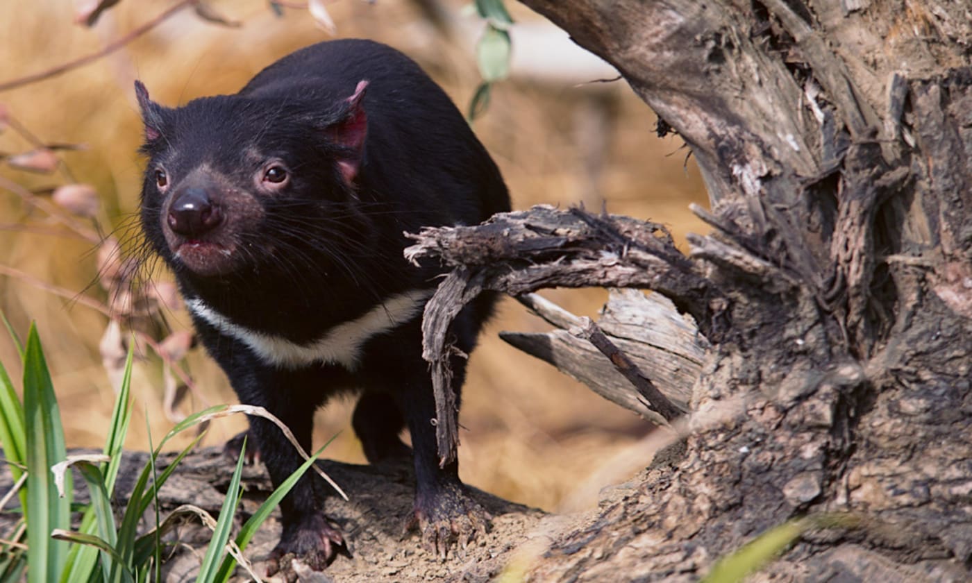 Tasmanian devil on tree branch