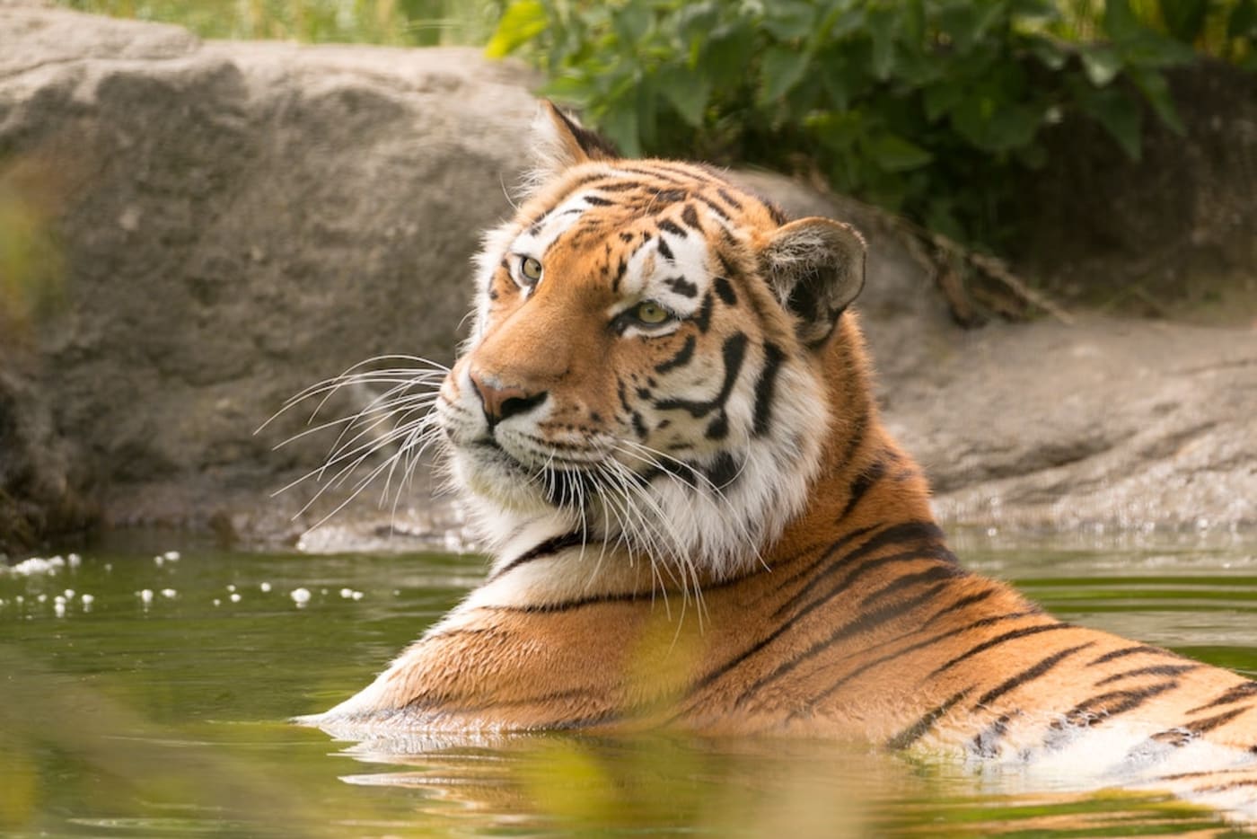 Tiger on water