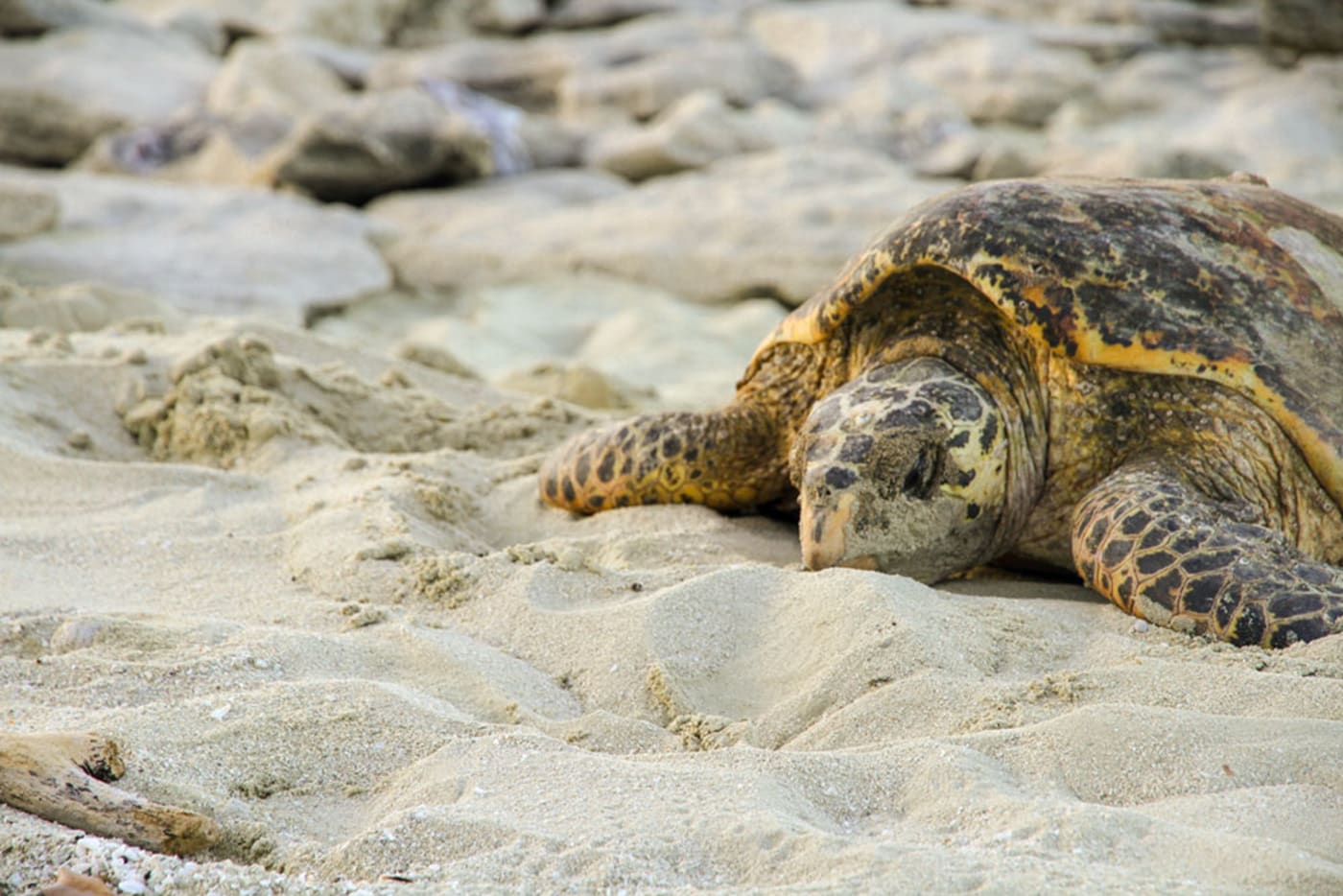Hawksbill turtle on Milman Island -