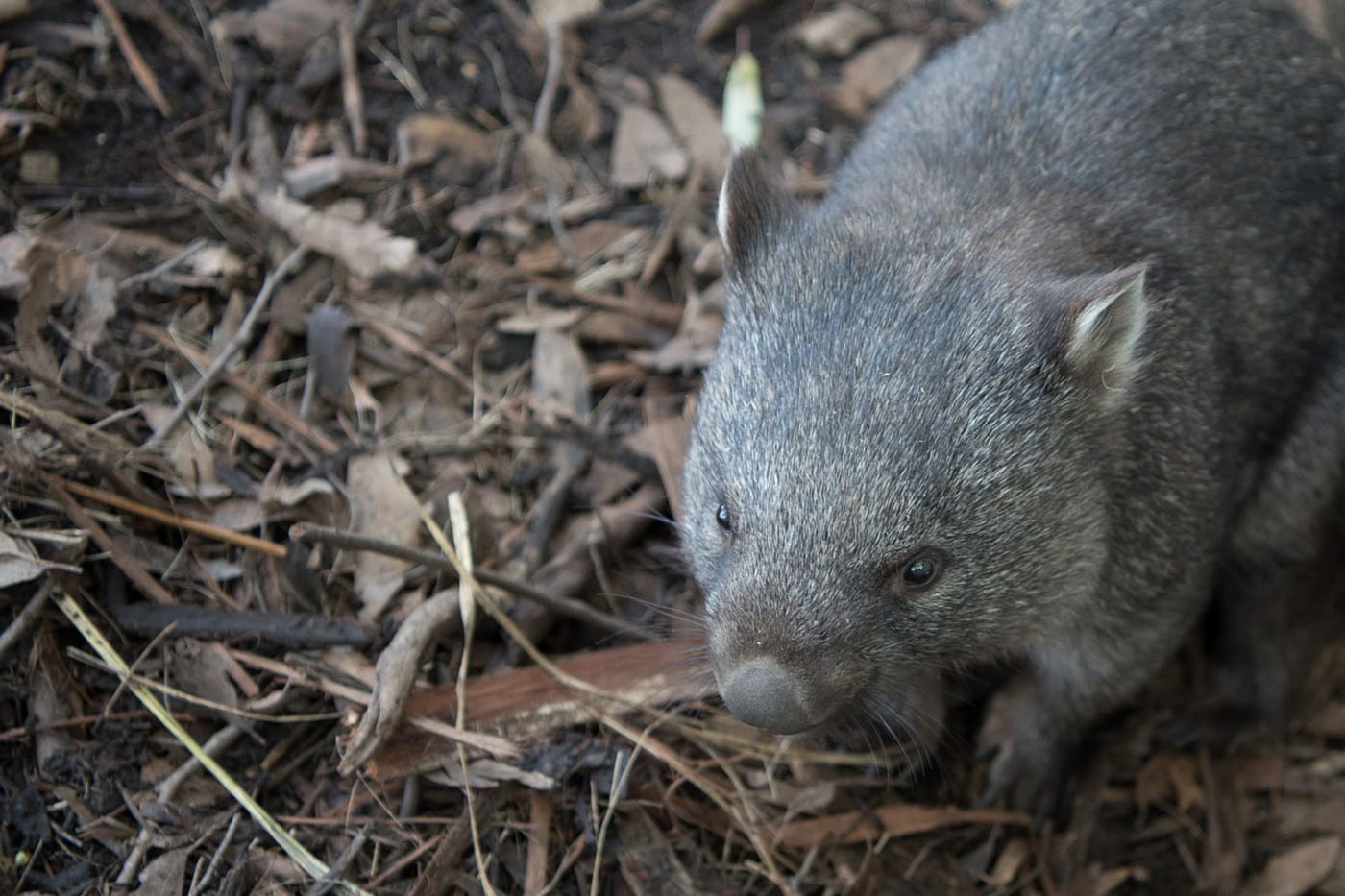 An Australian wombat CC0 pen_ash / Pixabay.