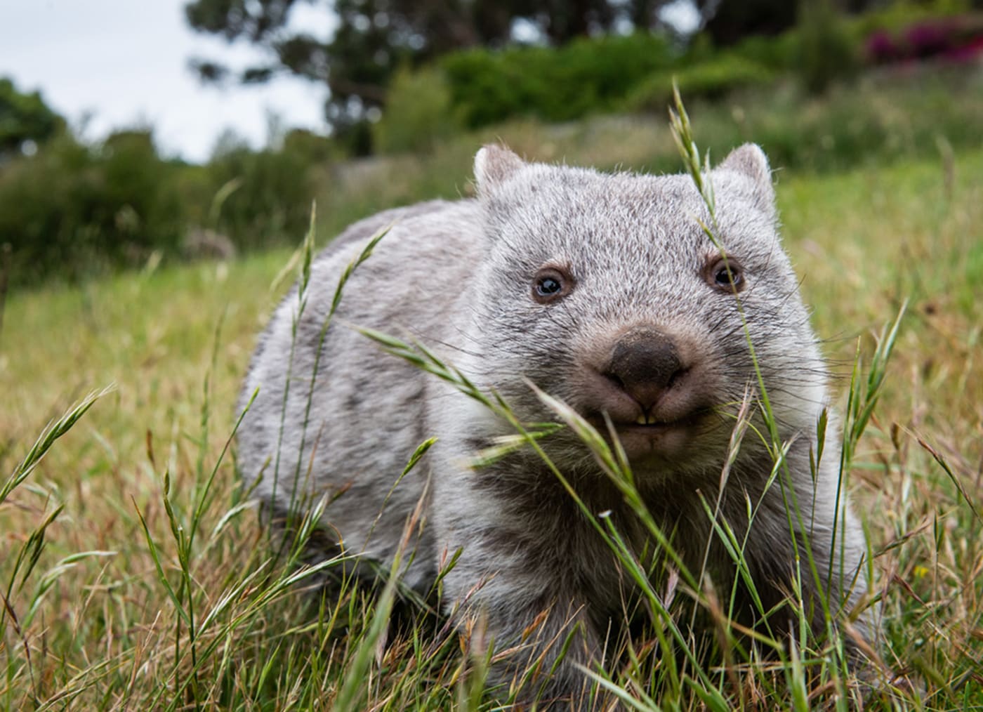 Wombats will play a key role in the rewilding of lungtalanana