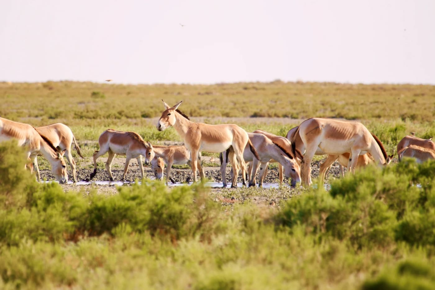 landscape image of Asiatic wild ass drinking from a small pool of water amongst grassland.