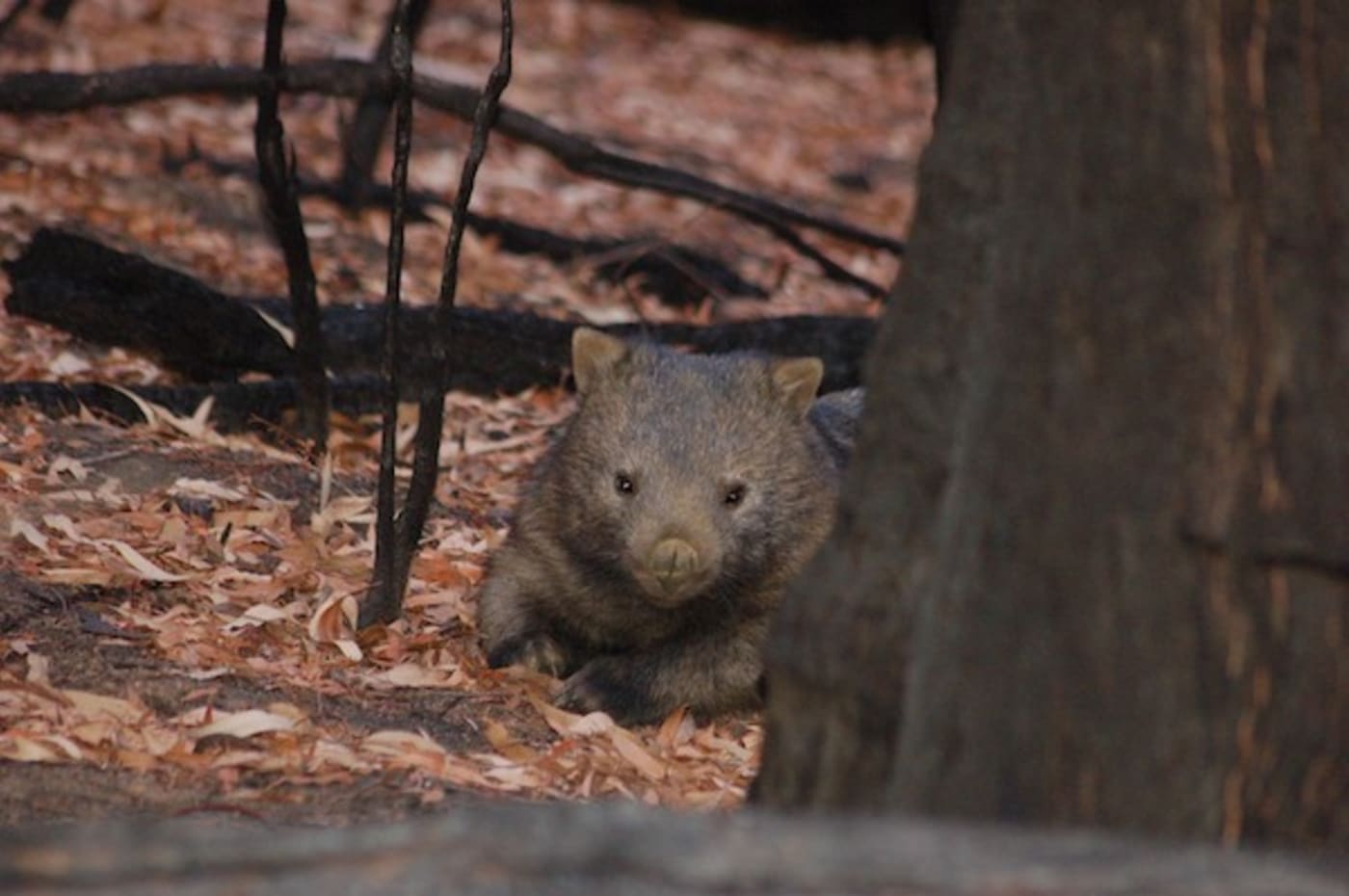 Wombat behind tree