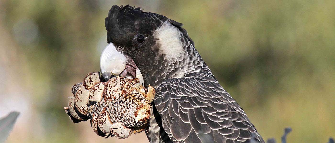 Carnaby's black cockatoo holding a banksia cone in it's beak, Southwest Australia