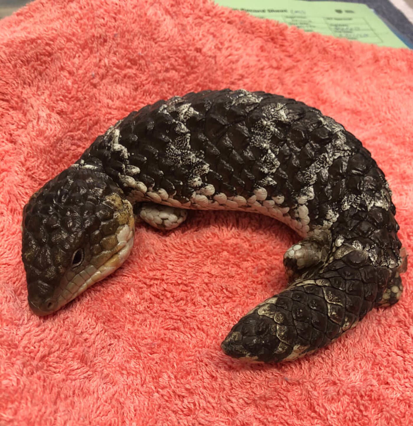 Bobtail lizard in care