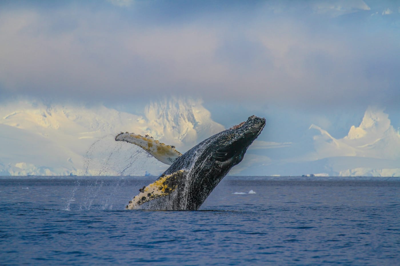 Humpback whale breach