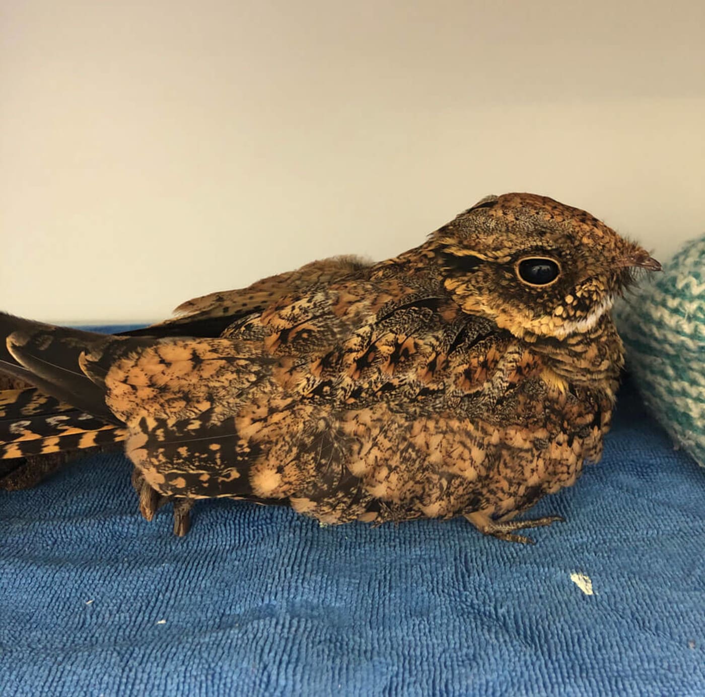 Nightjar in care