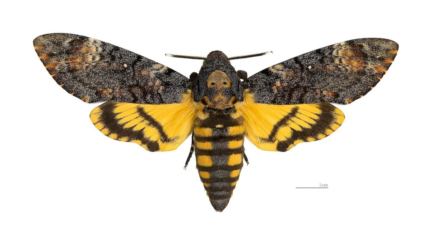 Acherontia atropos (Death’s-head hawkmoth)